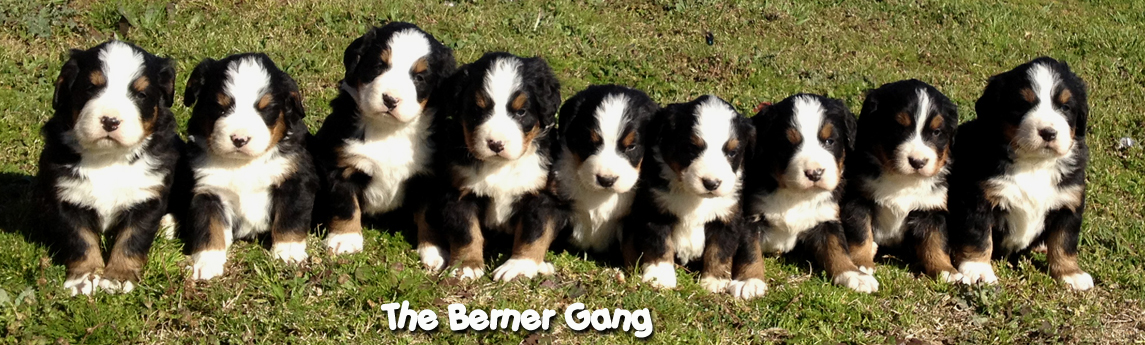 teddy bear bernese mountain dog